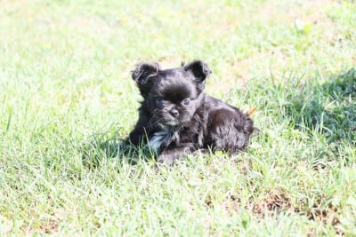 Les chiots de Chihuahua