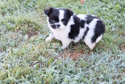 Les chiots de Chihuahua