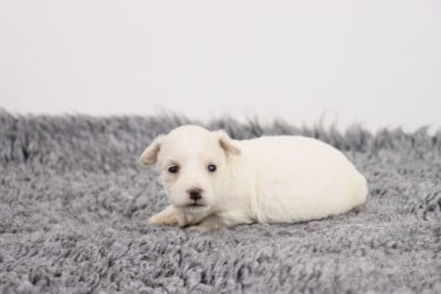 Les chiots de Bichon Frise