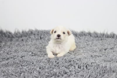 Les chiots de Bichon Frise