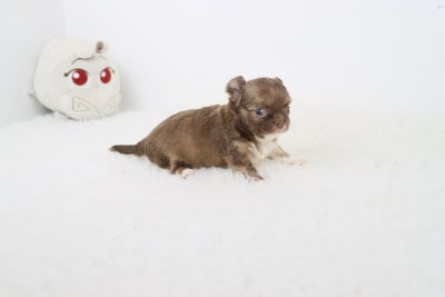Les chiots de Chihuahua