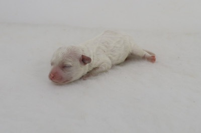 Les chiots de Bichon Frise
