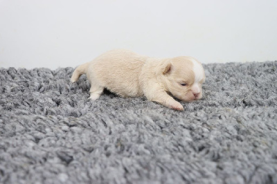 Les chiots de Chihuahua