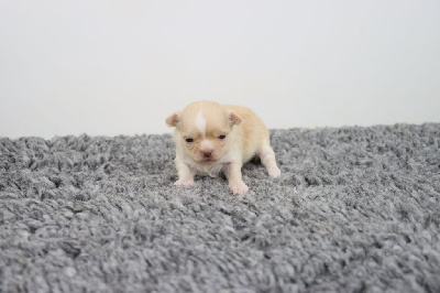 Les chiots de Chihuahua