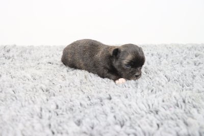 Les chiots de Chihuahua