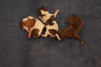 Les chiots de Chihuahua