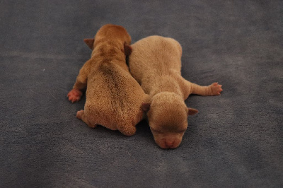 Les chiots de Chihuahua