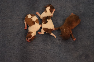 Les chiots de Chihuahua