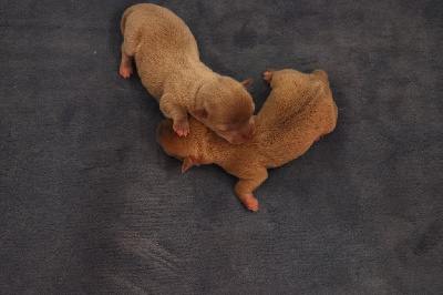 Les chiots de Chihuahua