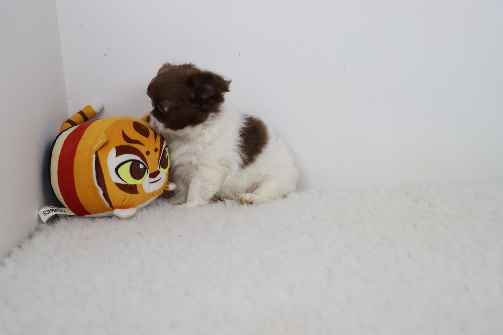 poil long blanc et chocolat