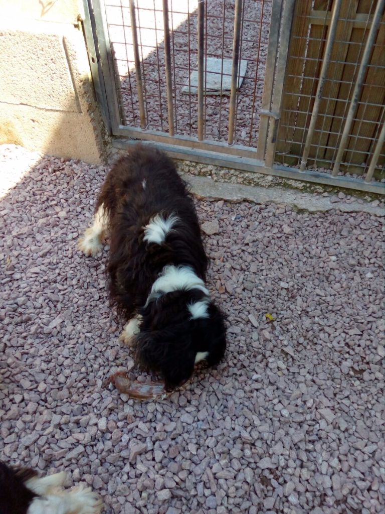 Délice des iles De la geode