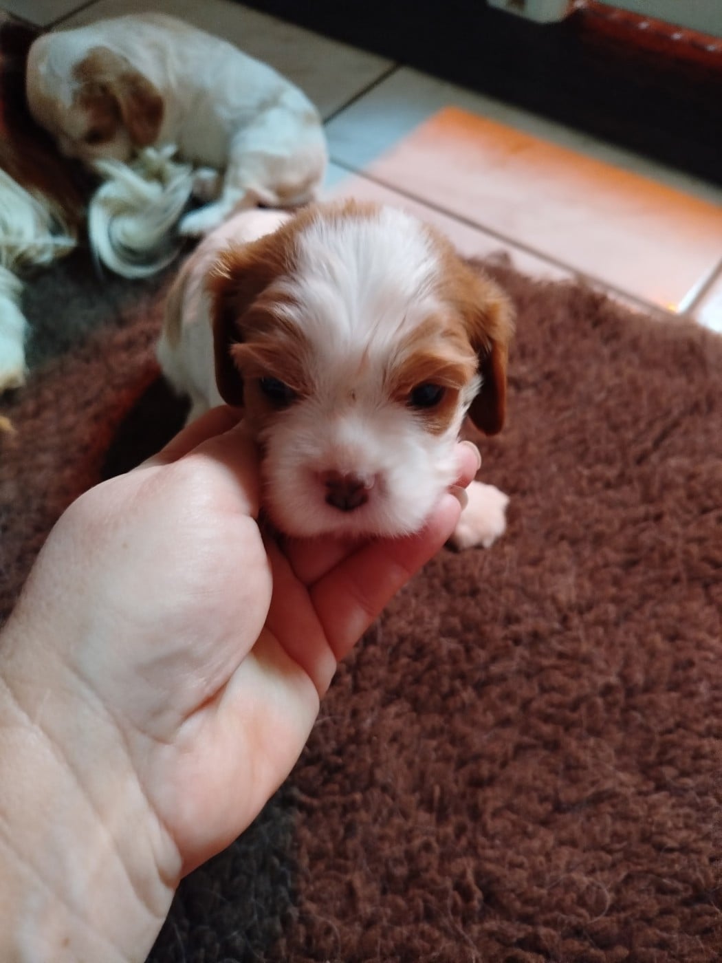 Publication : des Joyaux d'Alésia Auteur : Du Domaine Des Devets