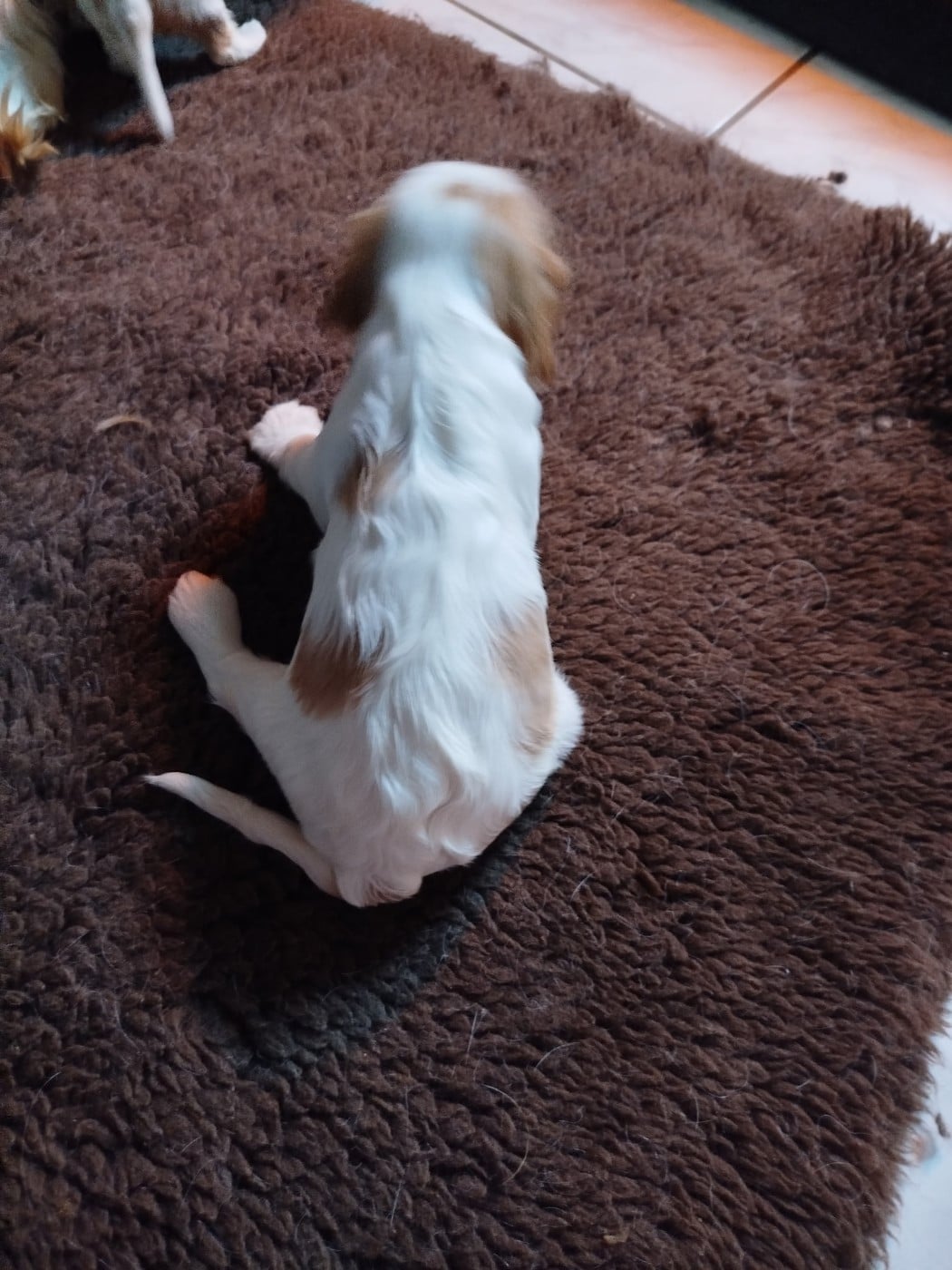 Publication : des Joyaux d'Alésia Auteur : Du Domaine Des Devets