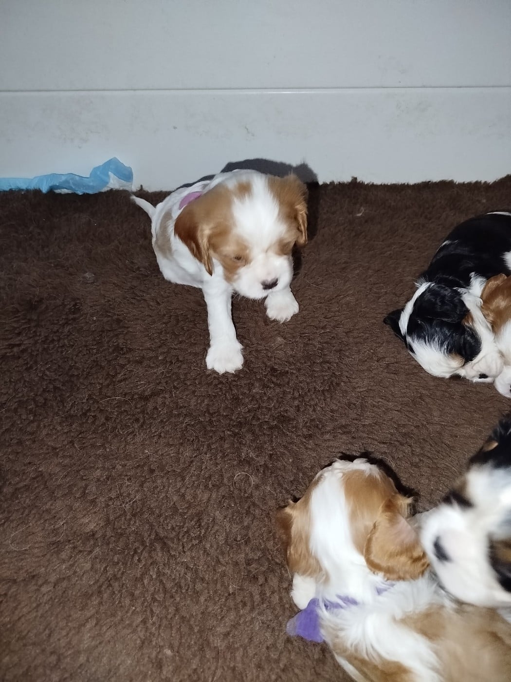 Publication : des Joyaux d'Alésia Auteur : Du Domaine Des Devets