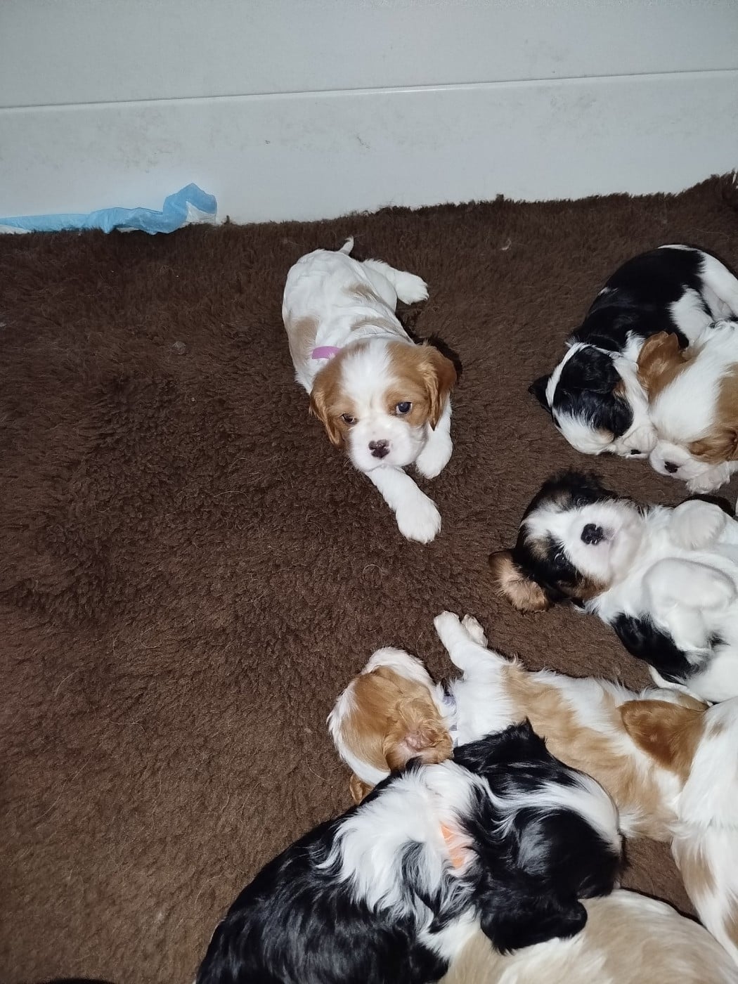 Publication : des Joyaux d'Alésia Auteur : Du Domaine Des Devets