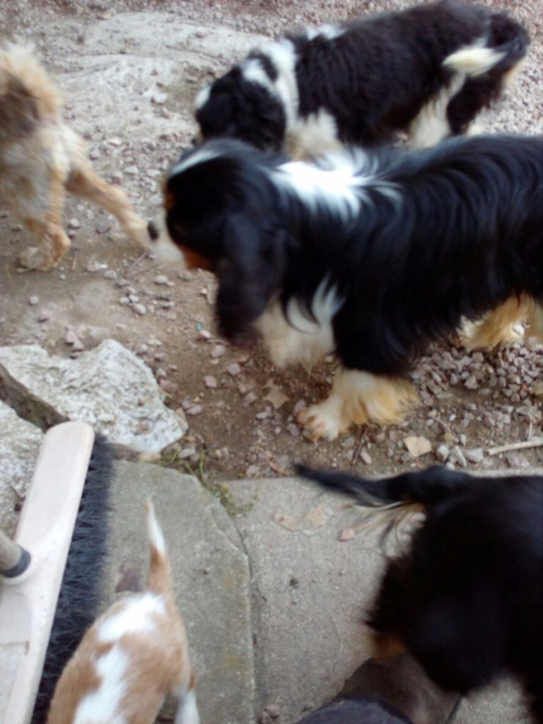 Idole des jeunes de l'Angelarde