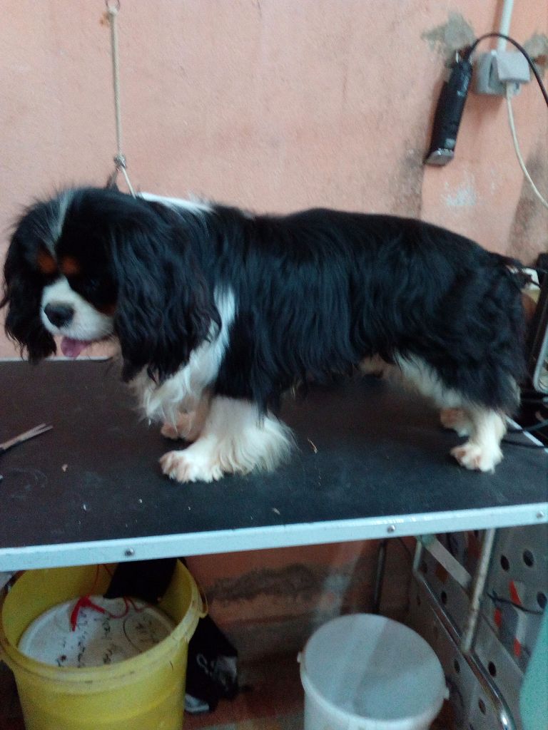 Idole des jeunes de l'Angelarde