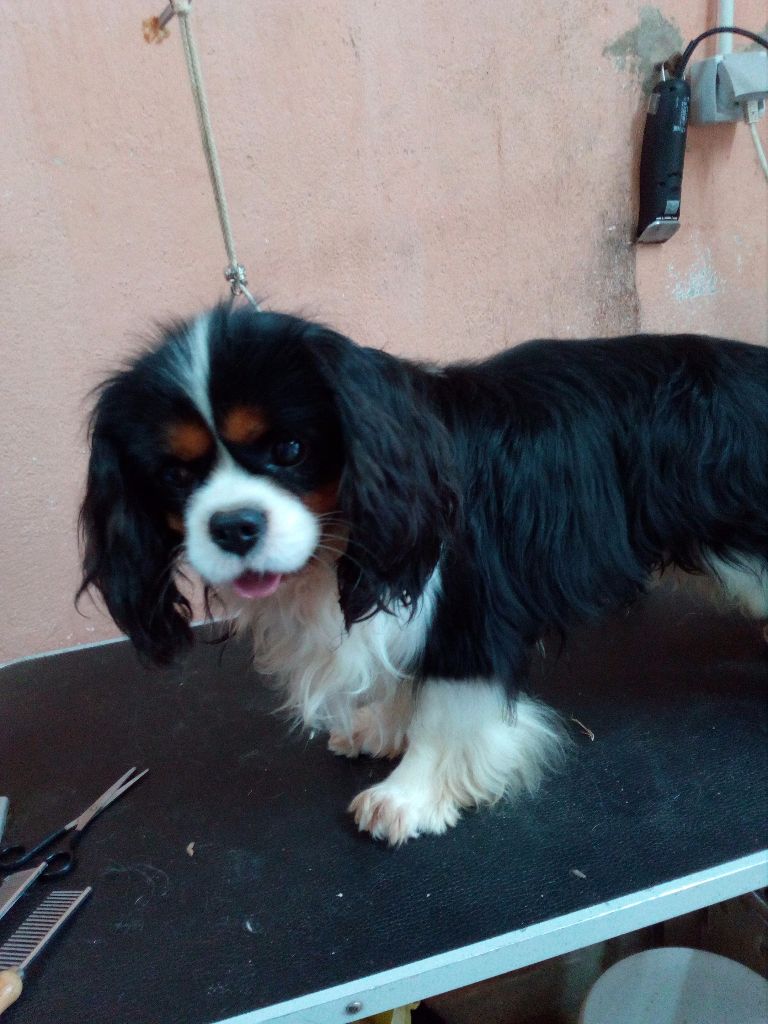 Idole des jeunes de l'Angelarde