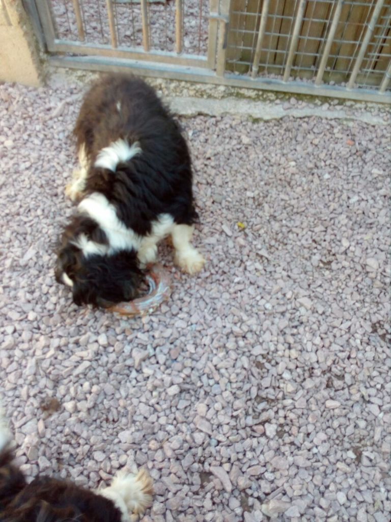 Délice des iles De la geode