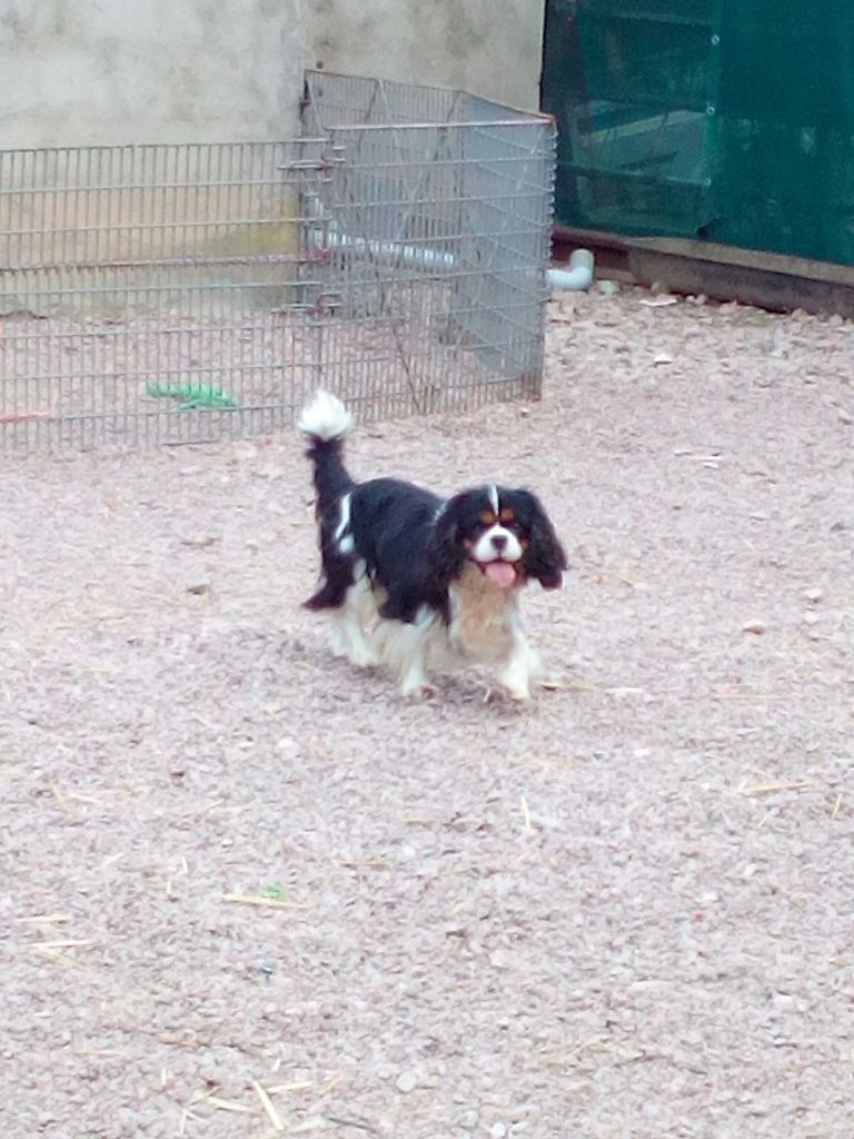 Idole des jeunes de l'Angelarde