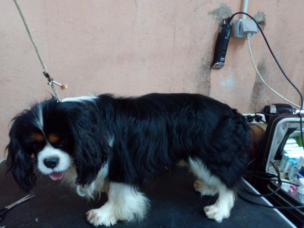 Idole des jeunes de l'Angelarde