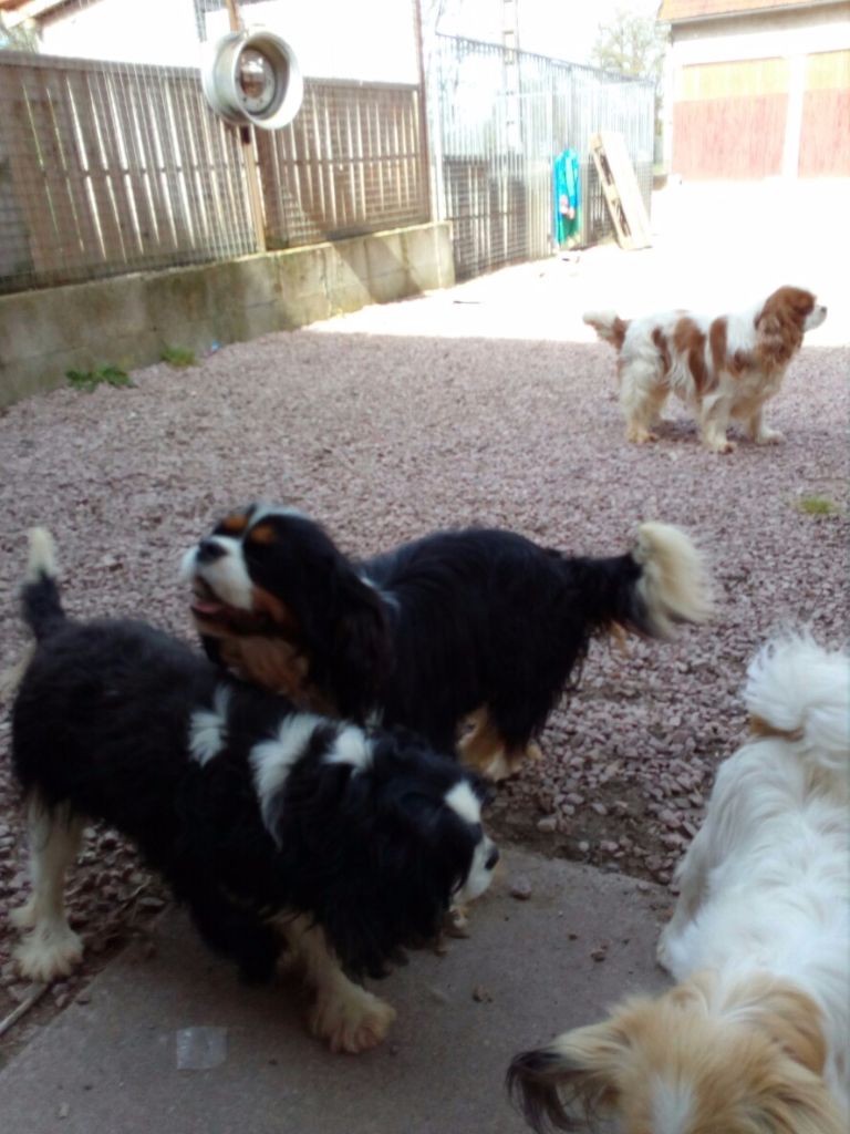 Délice des iles De la geode