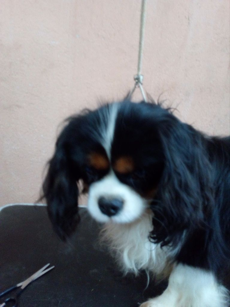 Idole des jeunes de l'Angelarde