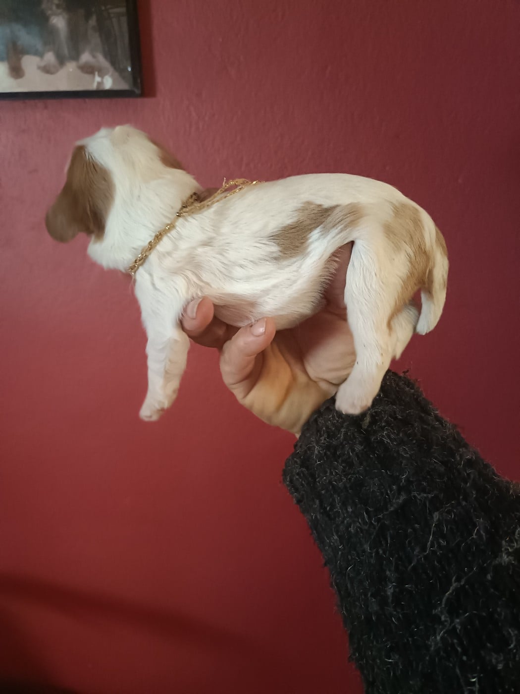 B....................................... Lien doré