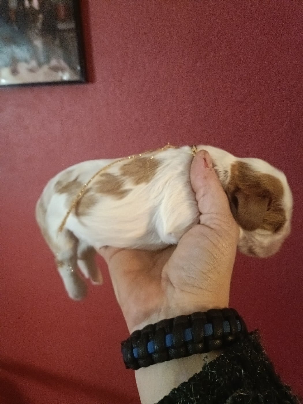 B....................................... Lien doré