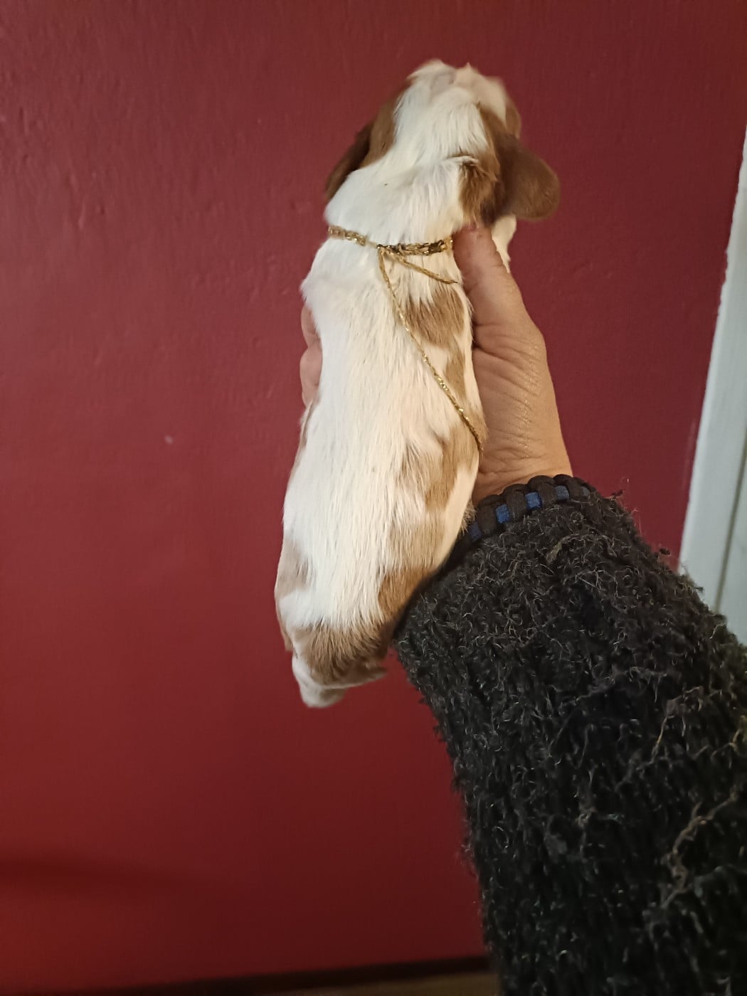 B....................................... Lien doré