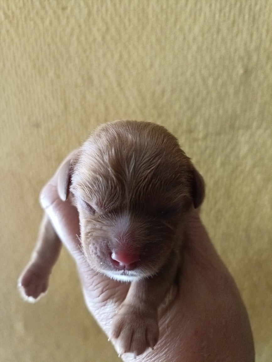 CHIOT 1: Lien Rose