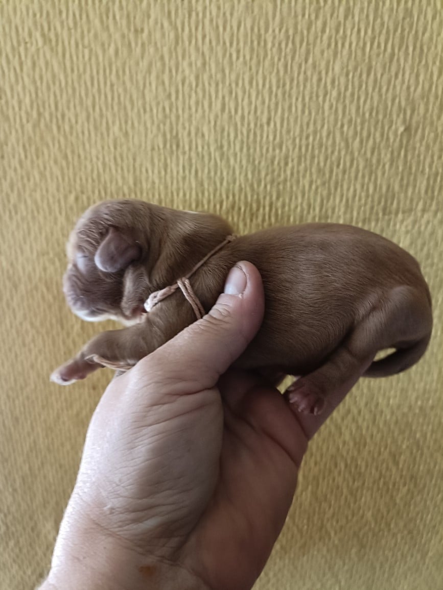 CHIOT 1: Lien Rose