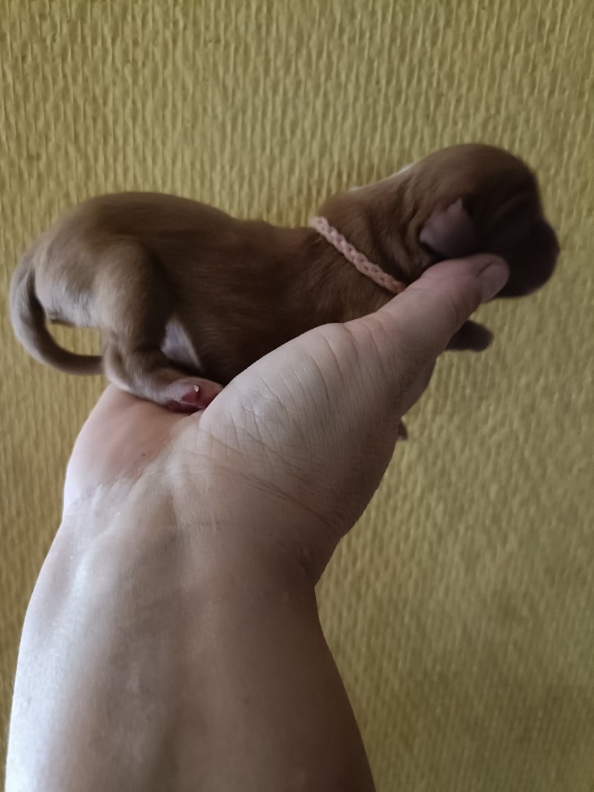 CHIOT 1: Lien Rose