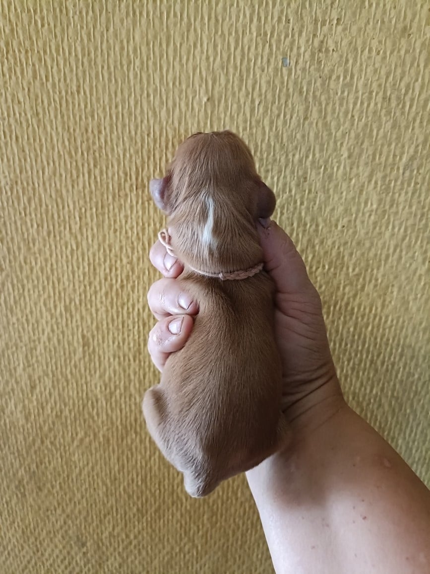 CHIOT 1: Lien Rose