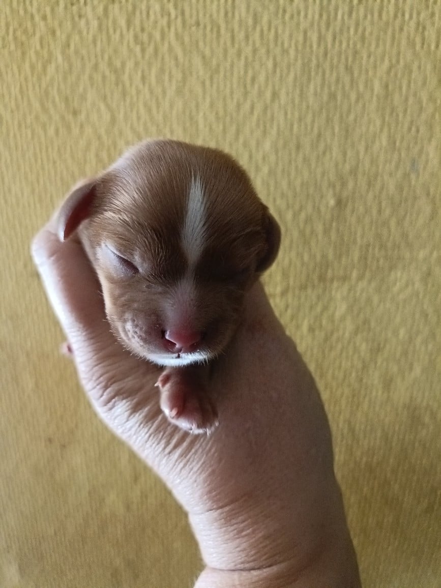 CHIOT 6: Sans lien