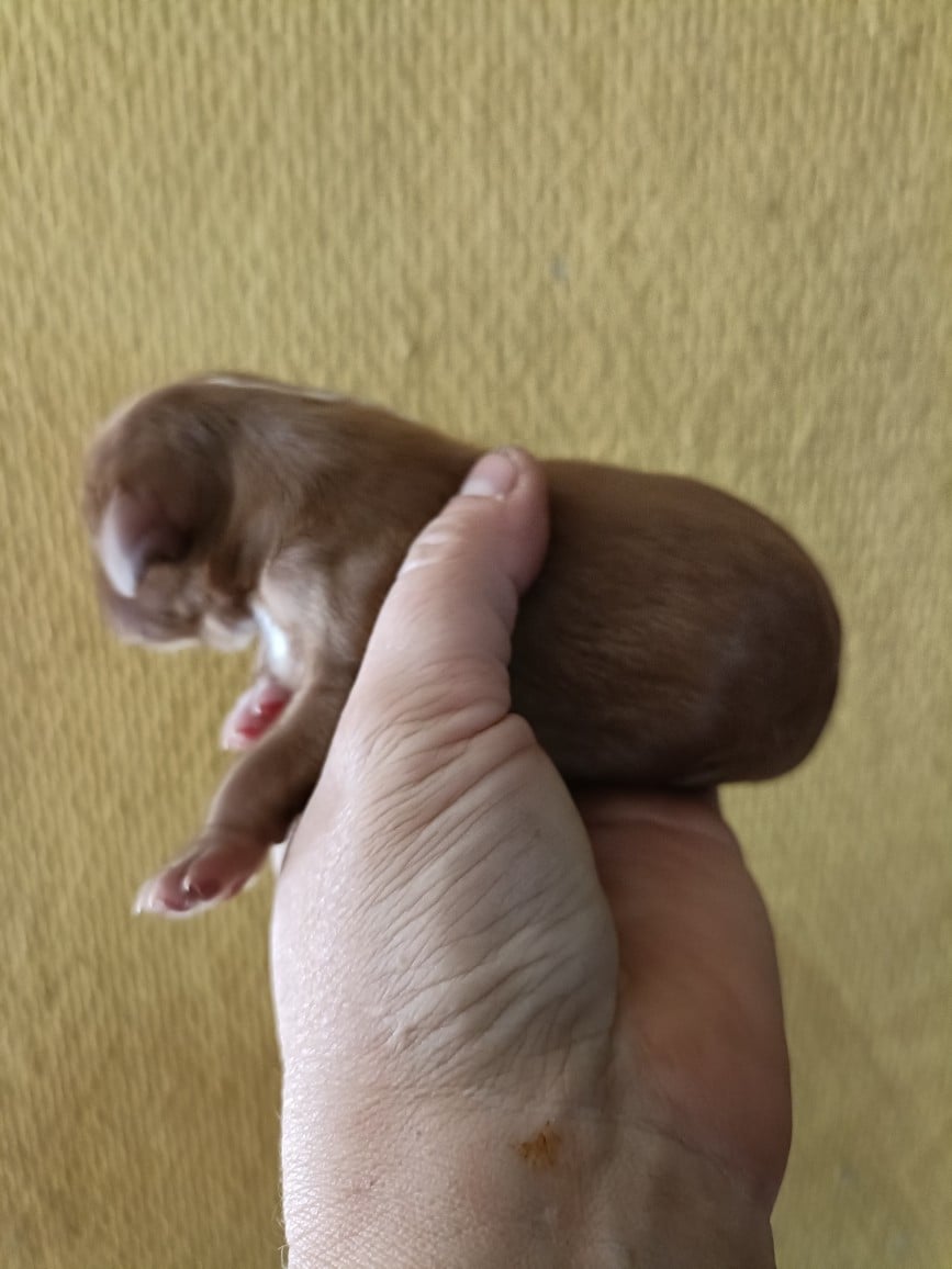 CHIOT 6: Sans lien