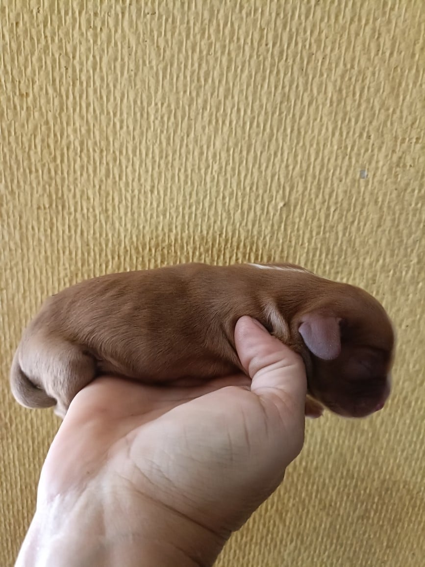 CHIOT 6: Sans lien