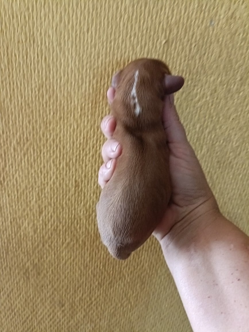 CHIOT 6: Sans lien