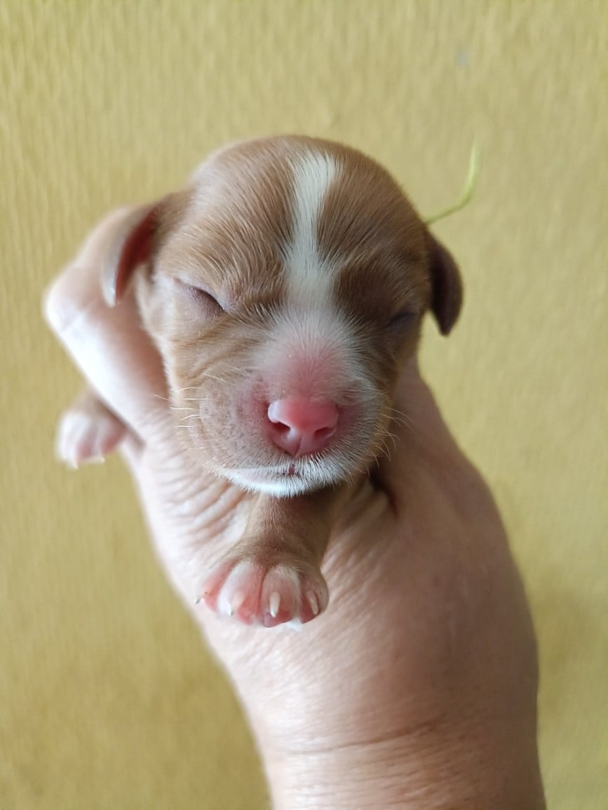 CHIOT 9: Lien Vert Anis