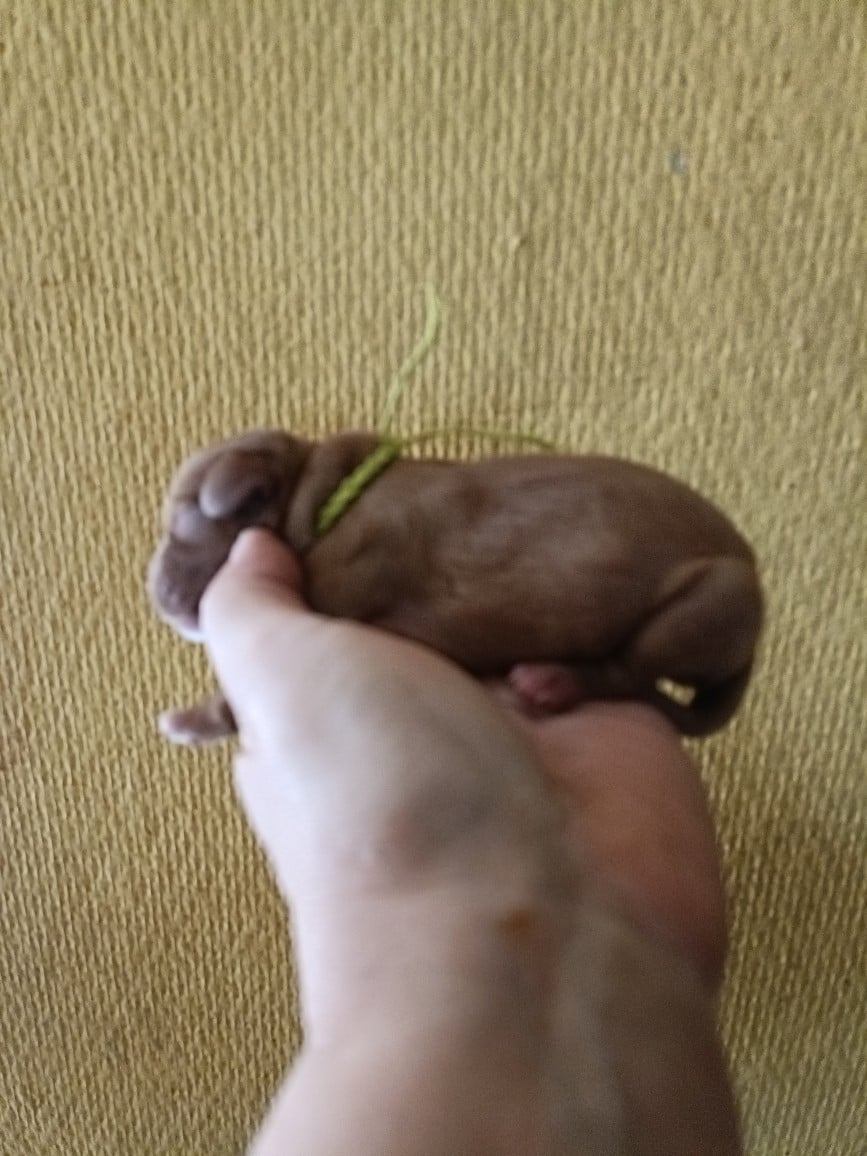 CHIOT 9: Lien Vert Anis