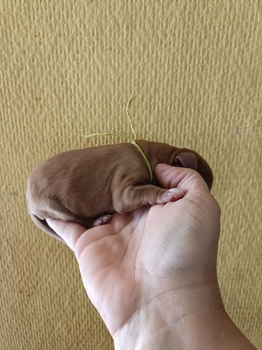 CHIOT 9: Lien Vert Anis