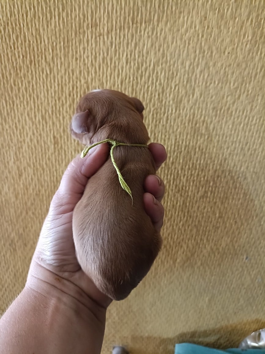 CHIOT 9: Lien Vert Anis