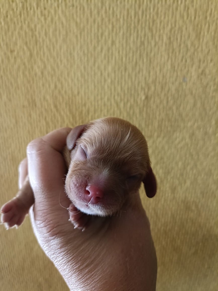 CHIOT 7: Lien Bleu foncé