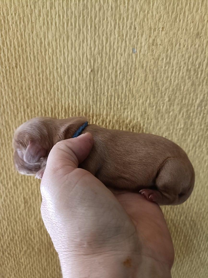 CHIOT 7: Lien Bleu foncé