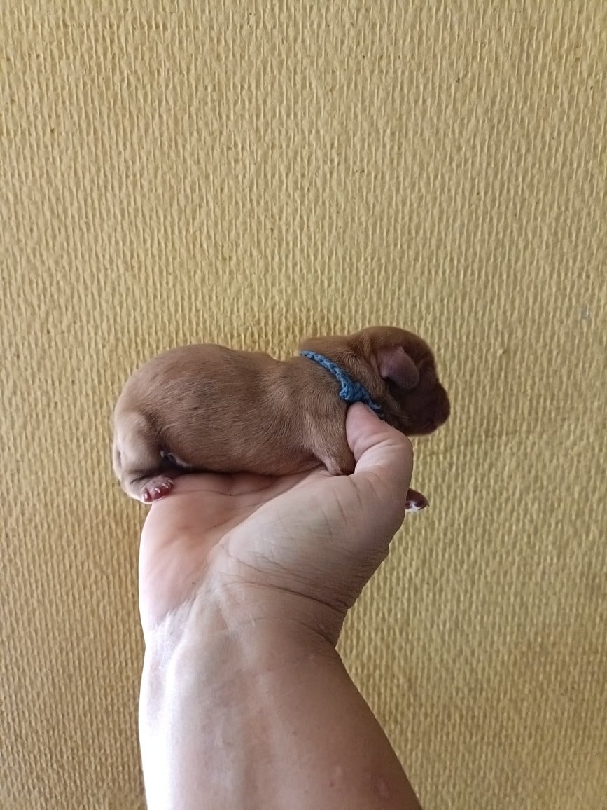 CHIOT 7: Lien Bleu foncé