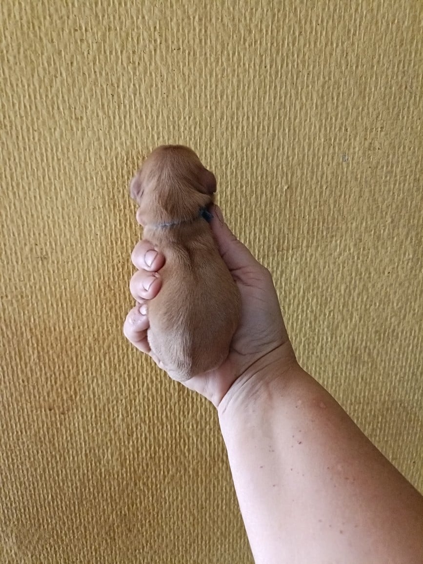 CHIOT 7: Lien Bleu foncé