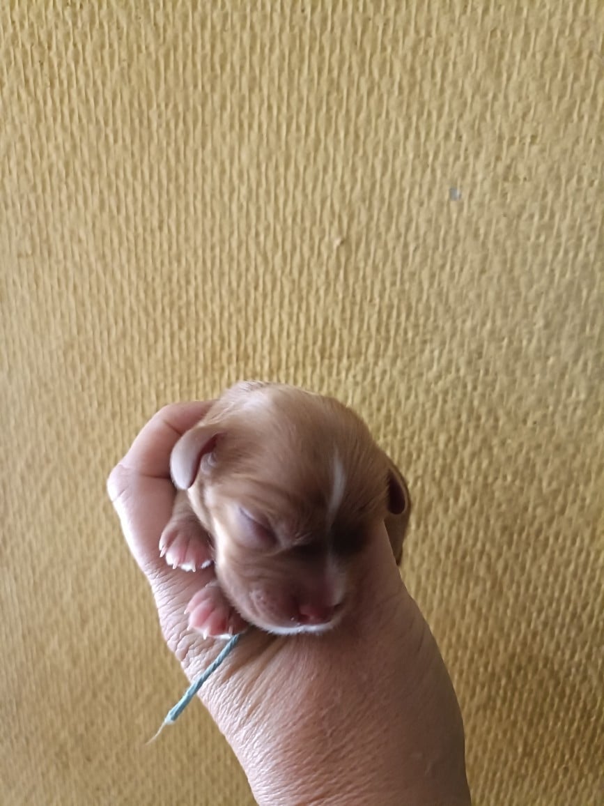 CHIOT 8: Lien Bleu Roy