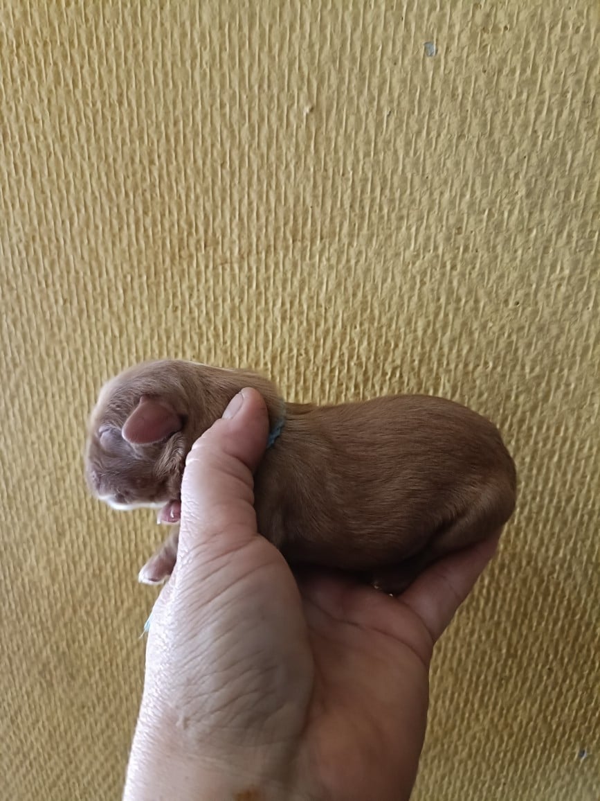 CHIOT 8: Lien Bleu Roy
