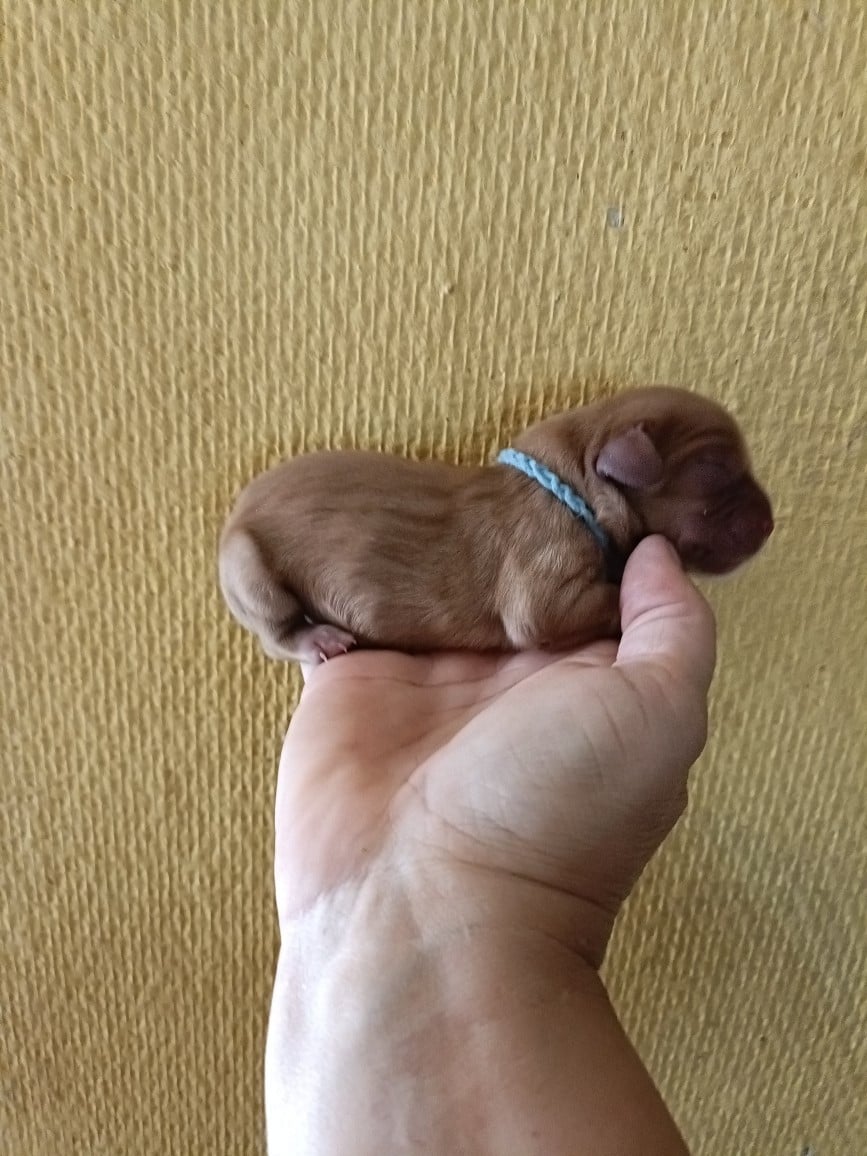 CHIOT 8: Lien Bleu Roy