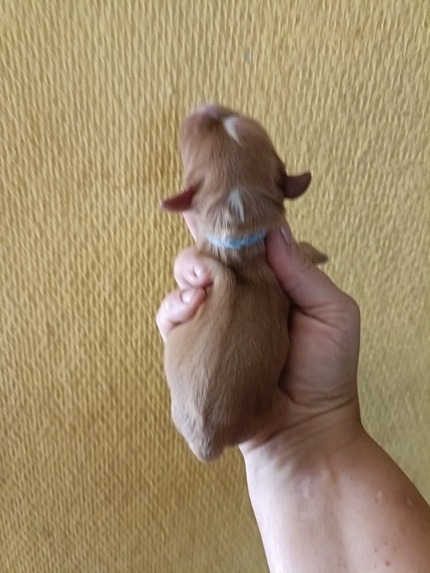 CHIOT 8: Lien Bleu Roy